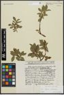 Foto von Salix alpina Scop. x Salix silesiaca Willd.